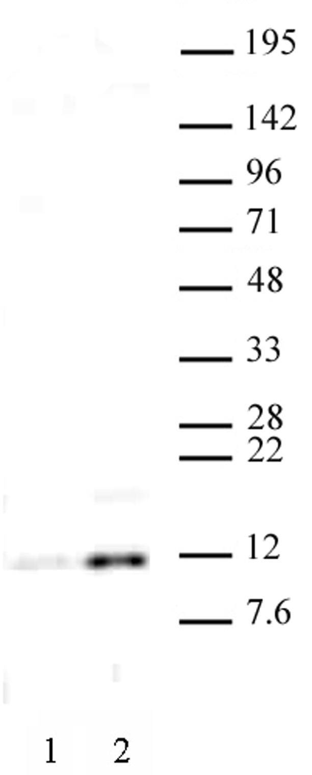 Histone H4K16ac antibody (pAb) tested by Western blot.