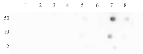 Histone H4K16ac antibody (pAb) tested by dot blot analysis.