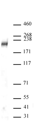 DOT1L antibody (pAb) tested by Western blot.