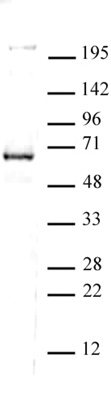 CoREST antibody (pAb) tested by Western blot.