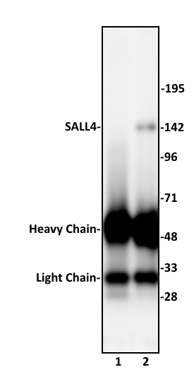 SALL4 antibody (pAb) tested by immunoprecipitation.