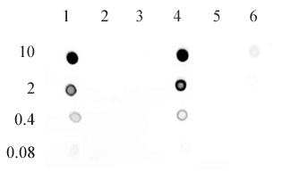 5-Hydroxymethylcytosine (5-hmC) antibody (mAb) tested by dot blot analysis.