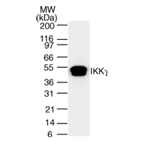 IKK&gamma; antibody (mAb) tested by Western blot.