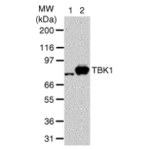 TBK1 antibody (mAb) tested by Western blot.