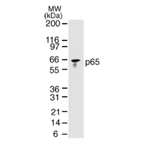 NF&kappa;B p65 antibody (mAb) tested by Western blot.