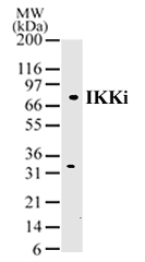 IKKi/IKK&epsilon; antibody (pAb) tested by Western blot.