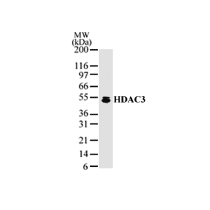 HDAC3 antibody (pAb) tested by Western blot.