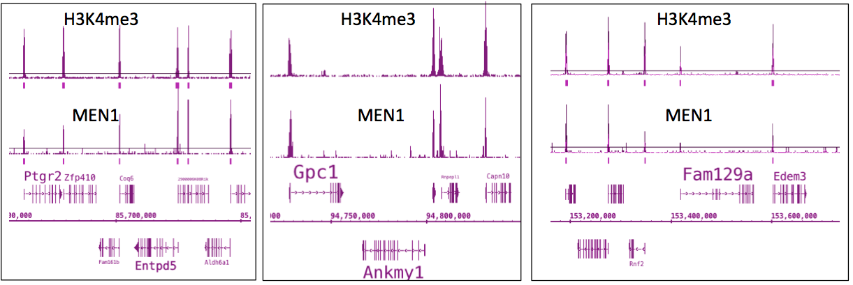 Menin antibody (pAb) tested by ChIP-Seq.