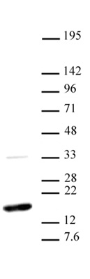 Histone H3K36me2 antibody (mAb) tested by Western blot.