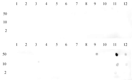 Histone H3K36me2 antibody (mAb) tested by dot blot analysis.