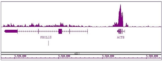 Histone H3K36me3 antibody (mAb) tested by ChIP-Seq.