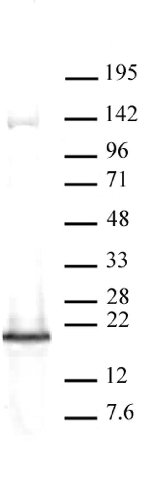 HMGA2 / HMGI-C antibody (pAb) tested by Western blot.