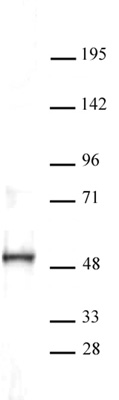 ERR-α antibody (pAb) tested by Western blot.