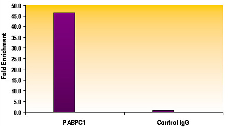 Histone H3K56ac antibody (mAb) tested by ChIP.