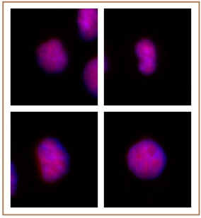 GATA-6 antibody (pAb) tested by immunofluorescence.