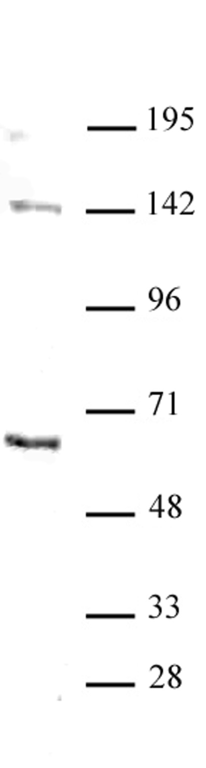 GATA-6 antibody (pAb) tested by Western blot.