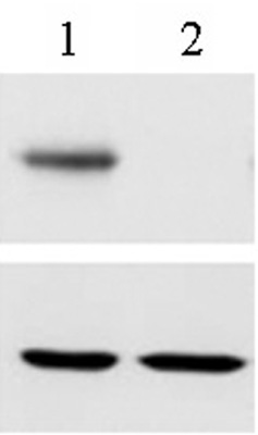 RBPJ antibody (mAb), sample