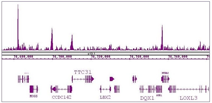 KLF5 antibody (pAb) KLF5 antibody (pAb)