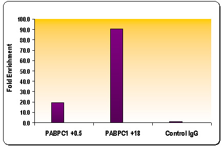 Histone H3K36me3 antibody (pAb) tested by ChIP.