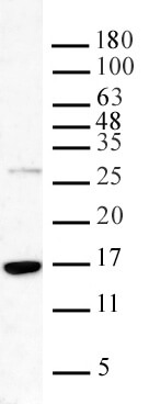 Histone H3K36me3 antibody (pAb) tested by Western blot.