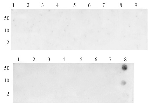 Histone H3K36me3 antibody (pAb) tested by Dot blot.