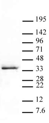 Histone H1.5S17ph antibody (pAb) tested by Western blot.