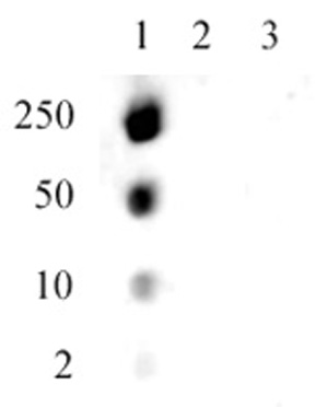 Histone H1.5S17ph antibody (pAb) tested by dot blot analysis.
