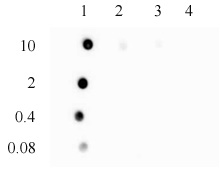 3-Methylcytosine (3-mC) antibody (pAb) 3-Methylcytosine (3-mC) antibody (pAb)