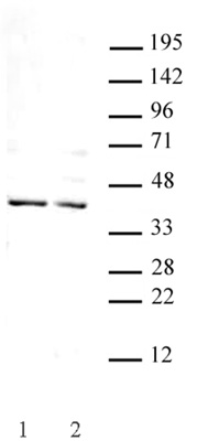 Goosecoid antibody (pAb) tested by Western blot.