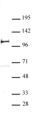 PHF20 antibody (pAb) tested by Western blot.