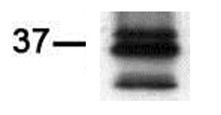 PIM2 antibody (mAb) tested by Western blot.