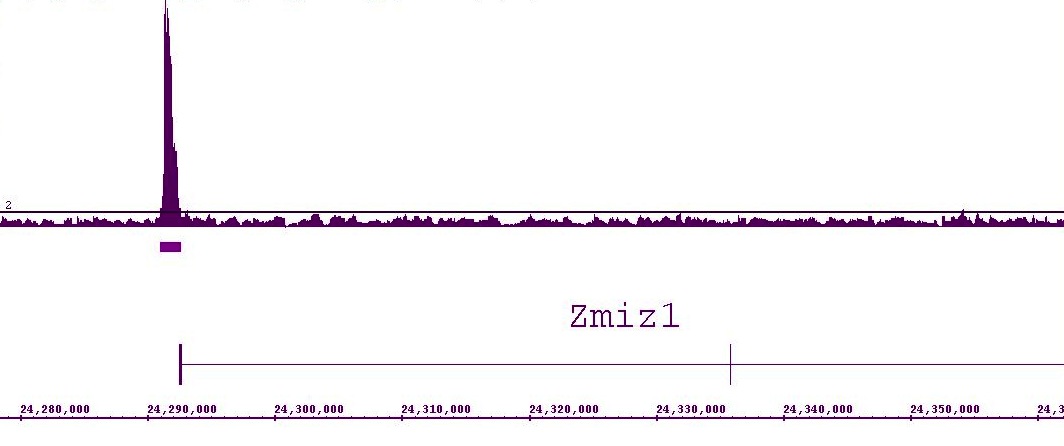 LXR-α antibody (pAb) tested by ChIP-chip.