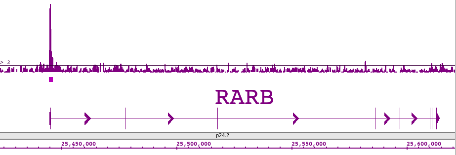 LXR-β antibody (pAb) tested by ChIP-chip.