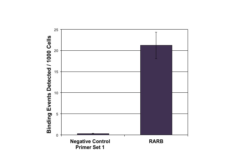 LXR-β antibody (pAb) tested by ChIP.