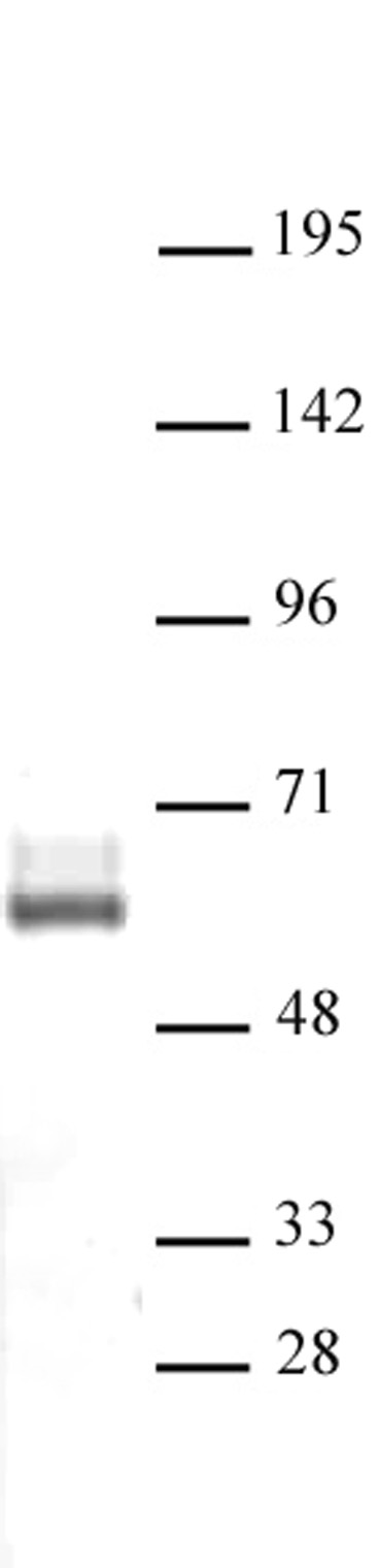 LXR-β antibody (pAb) tested by Western blot.