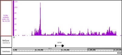 N-Myc antibody (pAb) tested by ChIP-Seq.