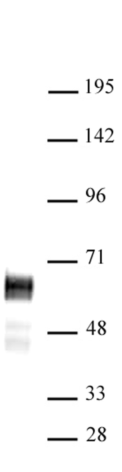 N-Myc antibody (pAb) tested by Western blot.