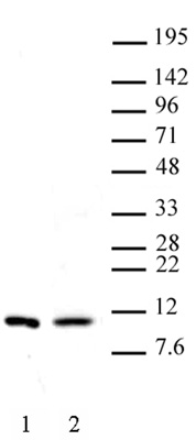 Histone H4R3me2s (symmetric) antibody (pAb) tested by Western blot.