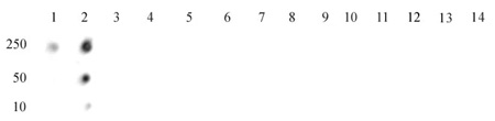 Histone H4R3me2s (symmetric) antibody (pAb) tested by dot blot analysis.