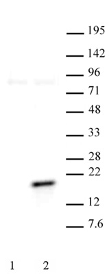 Histone H3T11ph antibody (pAb) tested by Western blot.