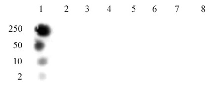 Histone H3T11ph antibody (pAb) tested by dot blot analysis.
