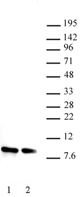 Histone H4 antibody (pAb) tested by Western blot.