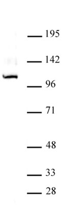 GLI1 antibody (pAb) tested by Western blot.