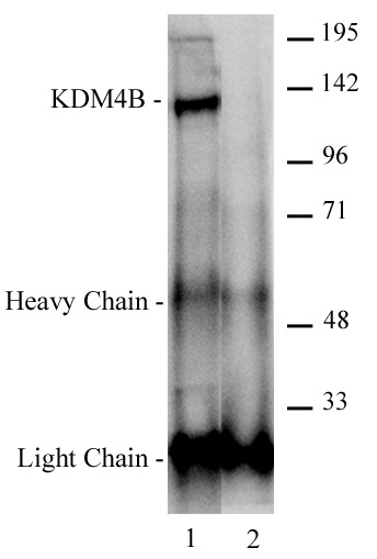 JMJD2B / KDM4B antibody (pAb) tested by immunoprecipitation.