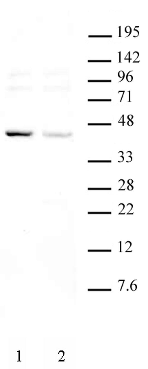 KLF6 antibody (pAb) tested by Western blot.