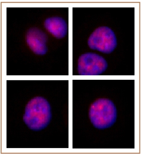 MOF / MYST1 antibody (pAb), sample MOF / MYST1 antibody (pAb), sample