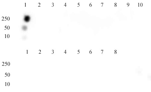 Histone H3K9ac antibody (mAb) tested by dot blot analysis.