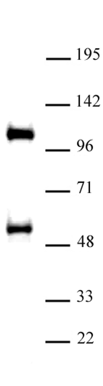 TAZ / WWTR1 antibody (pAb) tested by Western blot.