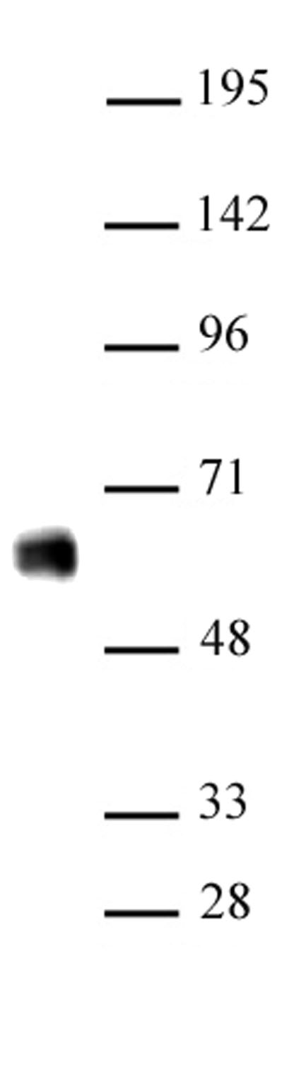 IRF-5 antibody (pAb) tested by Western blot.