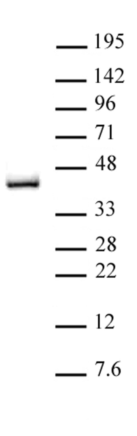 IRF-2 antibody (pAb) tested by Western blot.
